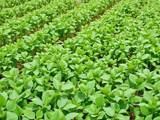 Obraz premium Genetically modified crop with enhanced resistance to pests and diseases, showing lush green leaves in a field, pests, resistant