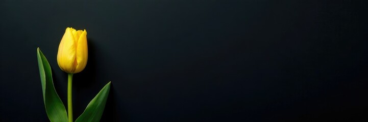 Naklejka premium Small yellow tulip bud with green stem on a somber black canvas, small, bud