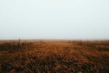 Foggy Field, Autumnal Landscape, Nature, Tranquility