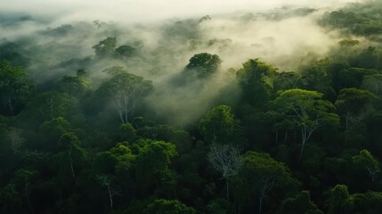 Video generation of a peaceful morning fog in a dense forest. Featuring mystery and tranquility