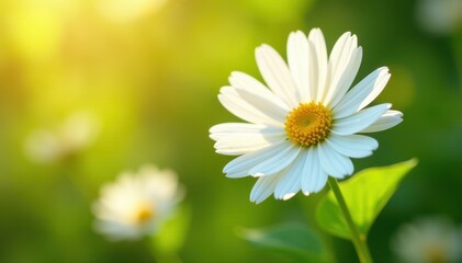Delicate white marguerite blooms in vibrant summer sun , white, bloom