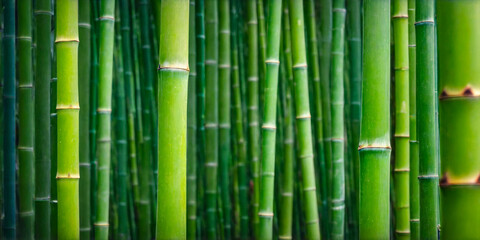 Lush Green Bamboo Forest.