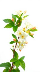 a botanical artwork featuring a branch with delicate white and pale orange blossoms and lush green foliage, set against a plain white backdrop.