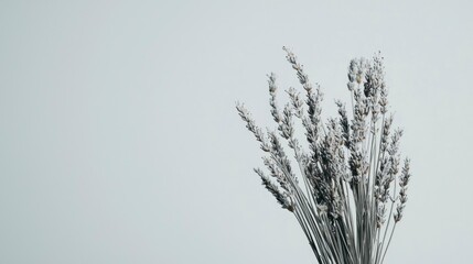 Dried Lavender Bouquet Against Light Gray Background. Possible Use Botanical Still Life