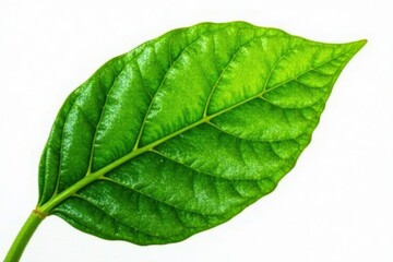 Single vibrant green cocoa leaf, crisp detail, white background, unprocessed, leaf vein