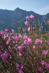Rhododendron dauricum flowers in Altai in spring season.