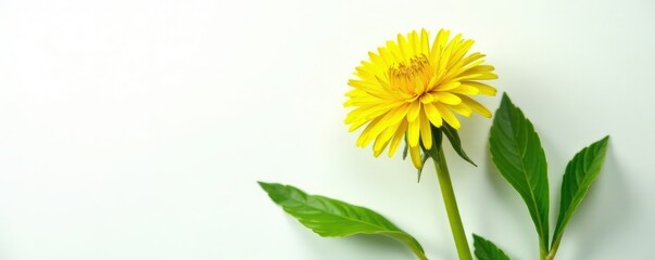 Dandelion leaves and stem on a white background, plant life, botanical, foliage