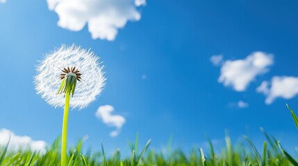 Delicate danyling plant growing abundantly amidst lush green grass under bright sunlight