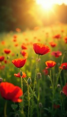 Fototapeta premium Sunlit meadow ablaze with scarlet poppies, buzzing with unseen life , scarlet, blooming