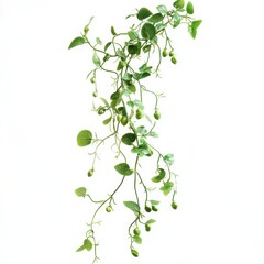 Obraz premium Delicate Pea Plant with Climbing Tendrils and Green Pods Hanging