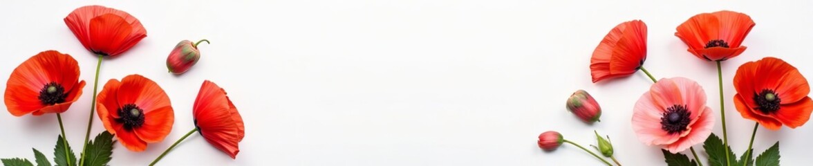 Vibrant poppy flowers pressed on a white background, delicate floral arrangement, delicate, vibrant, pressed flowers