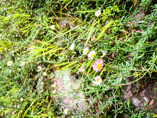 selective focus on daisy flowers that grow wild in nature