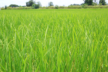 Agriculture green young rice field background in Thailand.