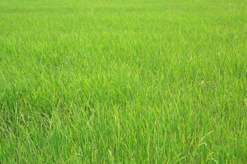 Close-up background of green young rice field in Thailand.