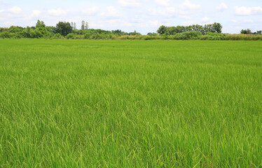 Fototapeta premium Green young rice field background in Thailand.