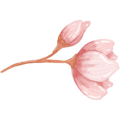 A budding sakura branch showing early blooms in watercolor highlighting the onset of spring