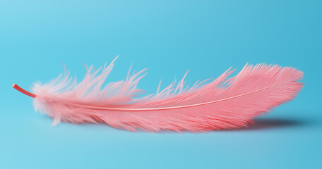 feather on a white background