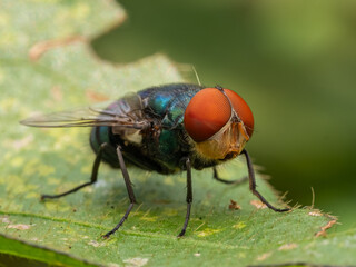 Chrysomya megacephala more commonly known as the oriental latrine fly or oriental blue fly, is a member of the family Calliphoridae (blowflies). 