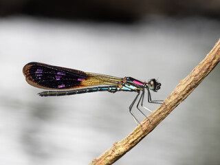 Heliochypa fenestrata an endemic
damselflies from Indonesia