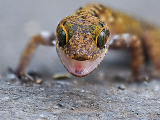 Close up of angry gecko 