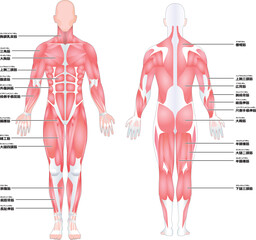 身体全身の筋肉