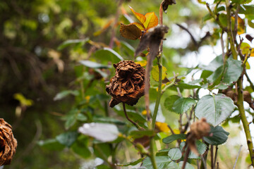 Obraz premium Photograph of dried and wilted roses in their natural habitat.