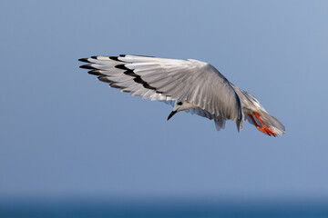 Bonaparte's Gull hovering in search of food - Lake Huron, Ontario, Canada