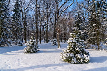 Peterhof Lower Park covered with snow on a sunny winter day, St. Petersburg, Russia