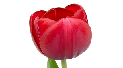 Close-up red tulip flower studio shot