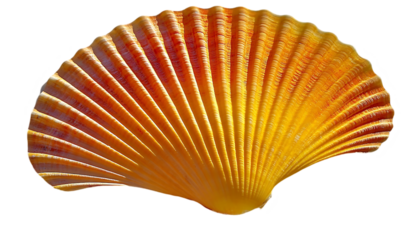Ornate scallop shell, close-up