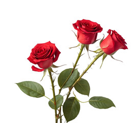 Fototapeta premium Red Roses with long stems isolated against a white background with a white background