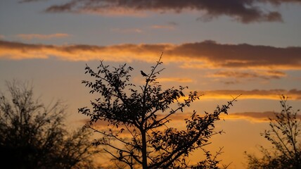 Fototapeta premium Melodious Thrush Perched on a High Branch, Singing as Twilight Falls