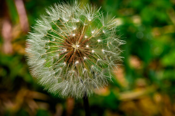 breathtaking flower photos bathed in sunlight, capturing vibrant colors, delicate petals, and natural beauty. Perfect for spring themes, easter, nature lovers, nature, and floral designs. bright fresh