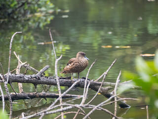 Sunda teal also known as itik benjut hanging on the dead branch on river 