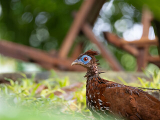 Malayan Crested Fireback (Lophura rufa)