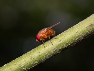 Fruit fly on branch also known as Drosophila simulans