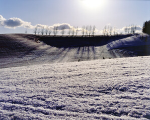 Obraz premium 残雪の丘と並木(美瑛町）