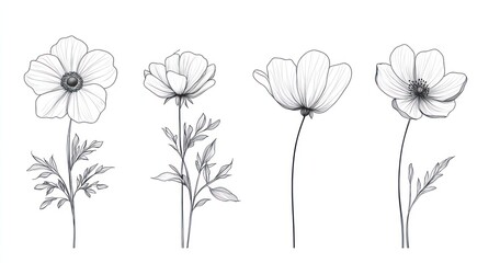 Four delicate line-drawn flowers.