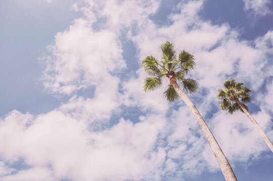 palm tree against blue sky