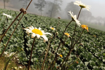 Fototapeta premium Flores Margaritas en un campo verde con neblina