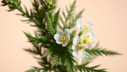 Detailed Close-Up of Blooming Artemisia Annua – Medicinal Plant