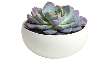 Succulent in a white bowl, indoor plant, close-up