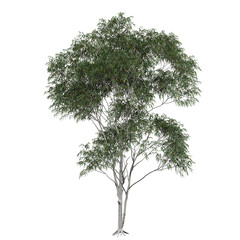 Free PNG 3d illustration of Corymbia eximia 1 tree frontal isolated transparent background...