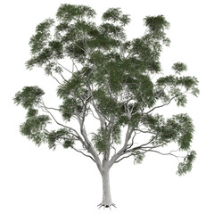 Free PNG 3d illustration of Corymbia eximia 3 tree frontal isolated transparent background...
