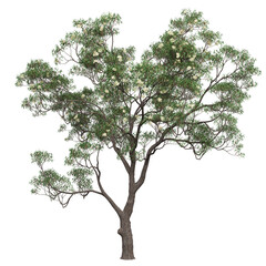 Free PNG 3d illustration of Corymbia eximia 6 tree frontal isolated transparent background perfectly cutout high resolution
