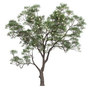 Free PNG 3d illustration of Corymbia eximia 6 tree frontal isolated transparent background perfectly cutout high resolution