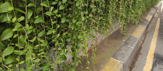Lush leaves hang down on the border of the road wall