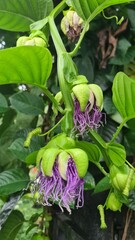 purple and yellow flowers