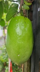 green apples on tree