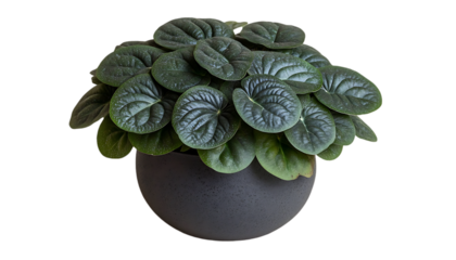 Dark-leaved African Violet in a Gray Pot